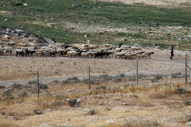 In the Bible, the site of Beersheva is about shepherds and sheep in the book of Genesis. On cue, a shepherd walked by with his sheep.
