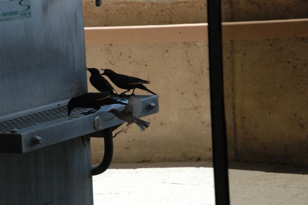As we waited for everyone to make it down the cable car, I watched birds scavenging water at the drinking fountain. 