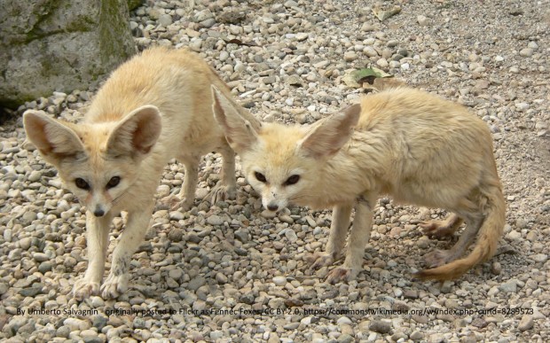 I took a walk at midnight and saw a desert fox that looked like this.