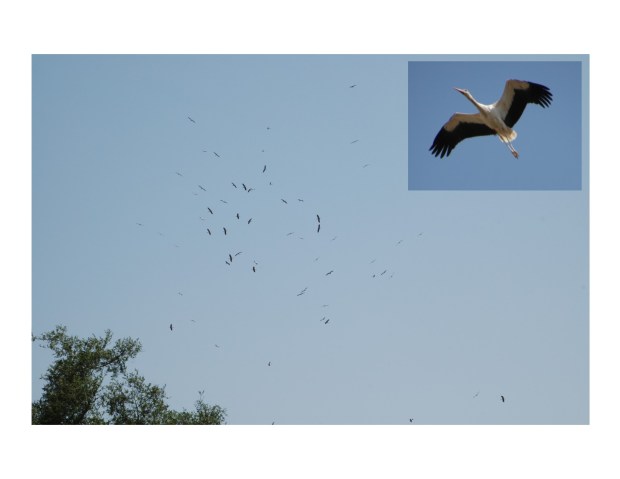swirling flocks of migrating storks.
