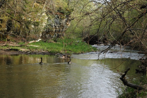 These geese made a lot of noise coming in for a landing. 