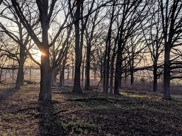 The Oak stand at the edge of the Curtis Prairie. 