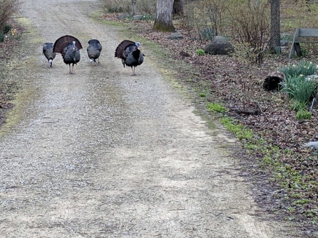 Saw dozens of turkeys,