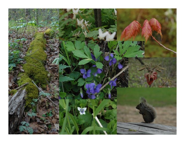 Over 8 miles walking today, and lots of natural beauty!