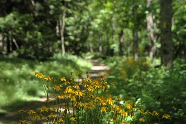 There were beautiful flowers along the trails.