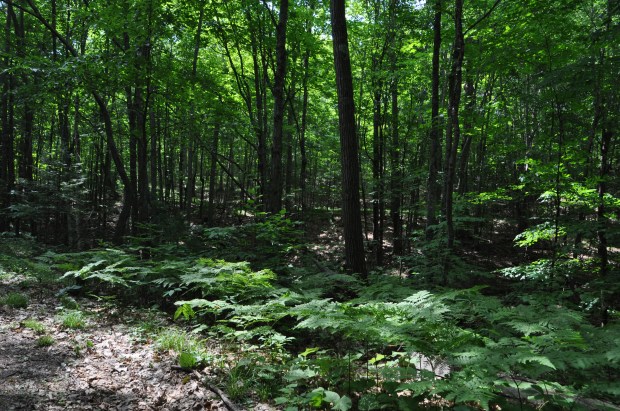 Much of the trail is through shady woodlands.