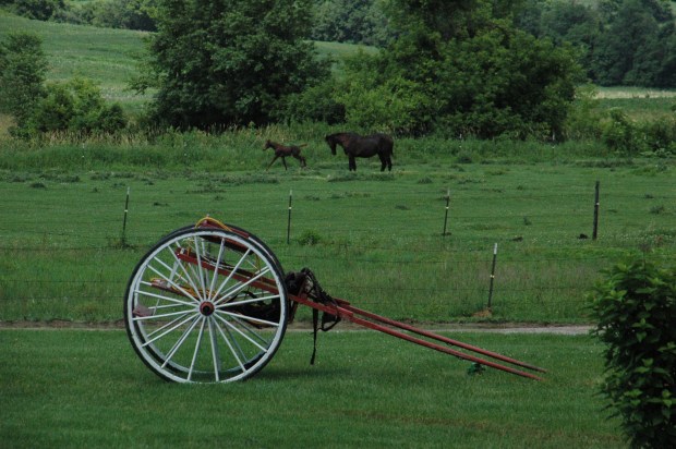 The rain stopped, the wedding celebration continued, and in a nearby field a frisky colt was feeling his oats.
