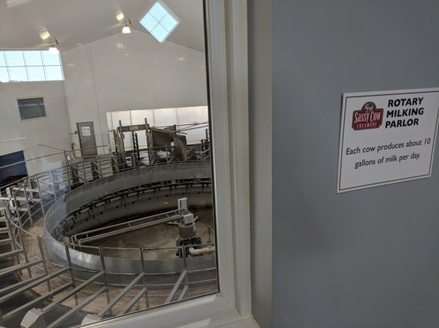 You can see the milking parlor from the lecture room. Cows are milked twice a day: 4am and 4pm.