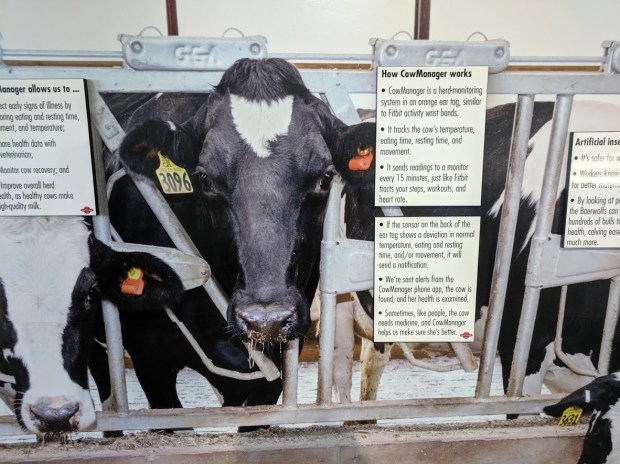 The lecture room offers signage which explains a lot of background information on dairy herd management.