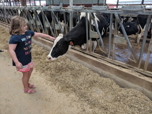 Soon Eden got to meet some real dairy cows.