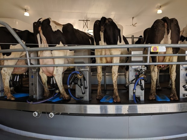 Final stop, back at the milking parlor to observe the 4pm milking. 