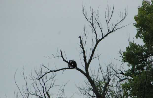 Our captain pointed out wildlife along the river, such as these bald eagles.