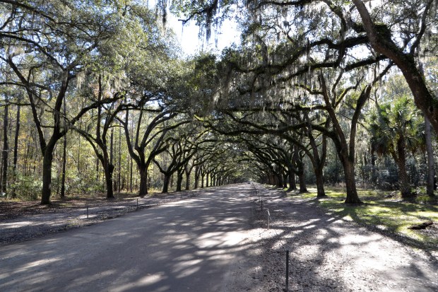 Wormsloe is entered down a 1.5 mile lane, with a total of 400 trees overhanging the lane.
