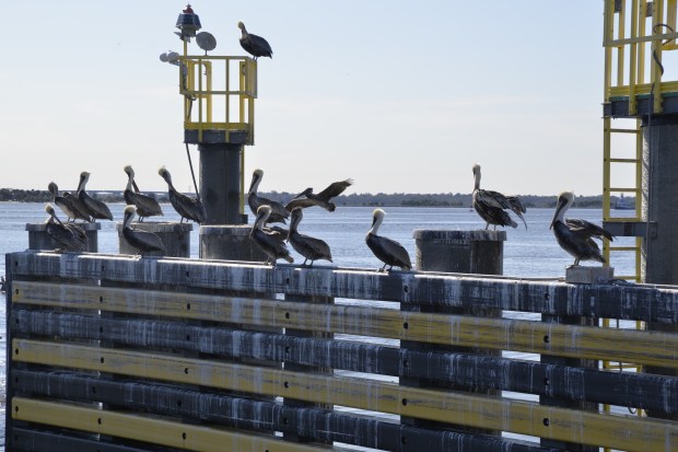 Pelicans along the St. John's River at the Mayport Ferry crossing.
