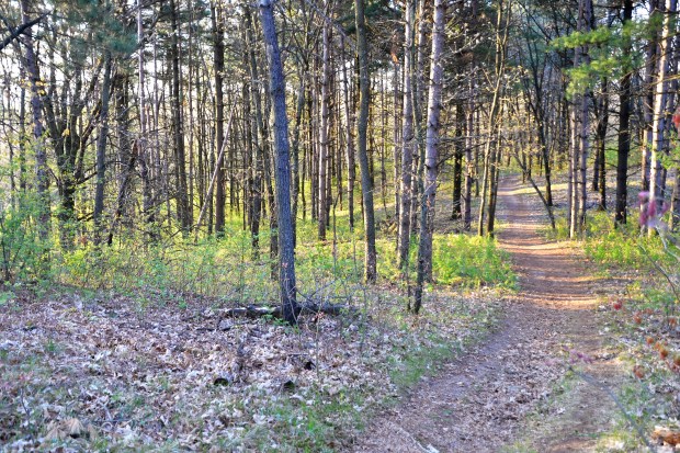 The trail continued through the forest.