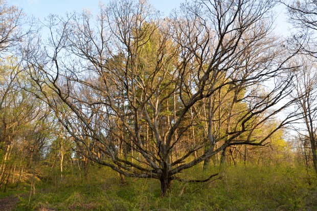 A mighty tree, bare, while all around it spring is budding out. 