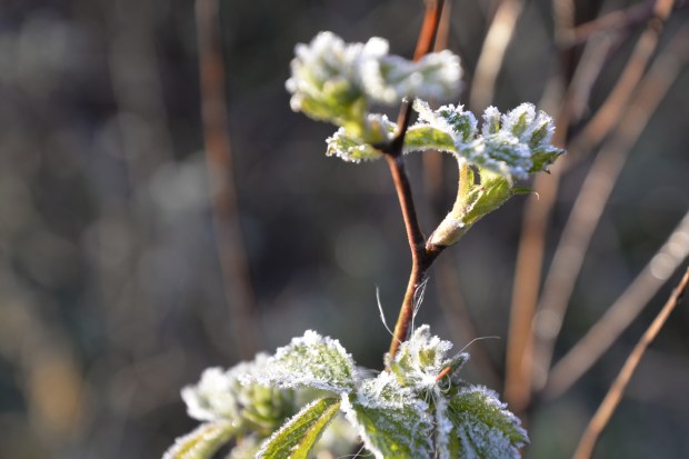 Frost on leaves 