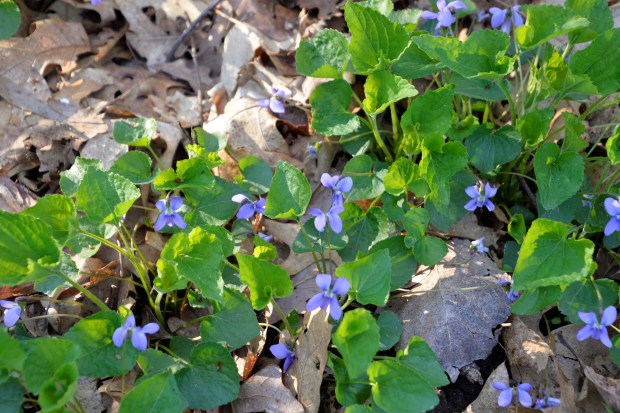 Wood violets, Wisconsin's state wild flower. 