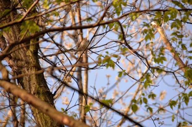 A brown thrasher watched me on my way. 