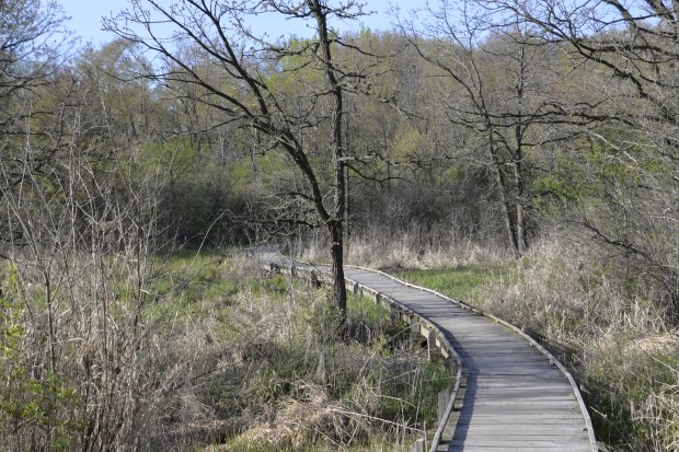 A nice little footbridge crossed the marshy area. 