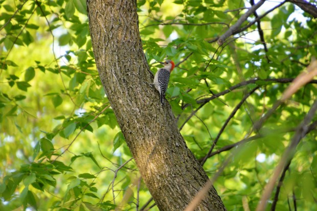  red-bellied woodpecker. 