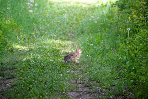 This bunny was kind enough to wait until I got a good shot. 