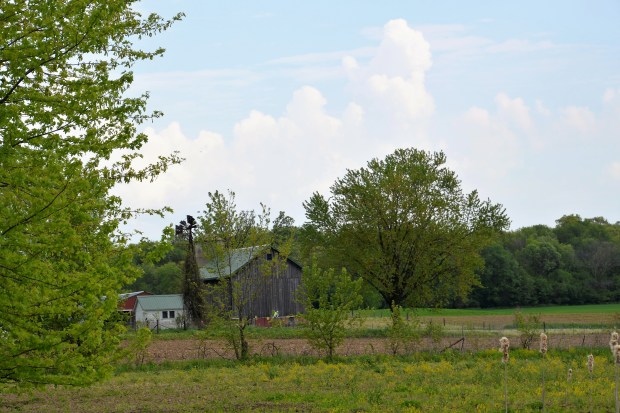 North of Frenchtown Road the trail passes more farms.