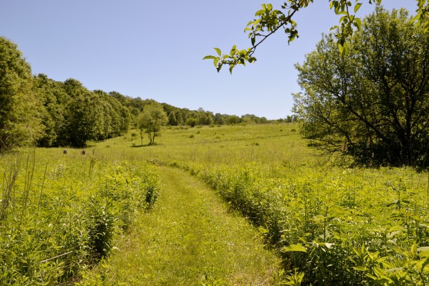 Restored prairies and savannahs make up a good chunk of this land. 