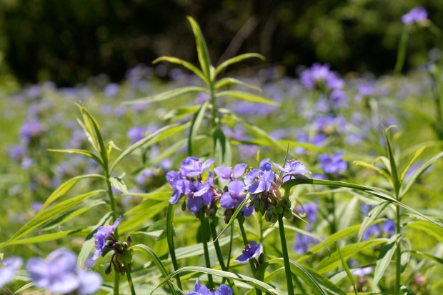 Enjoyed the beautiful wild flowers.