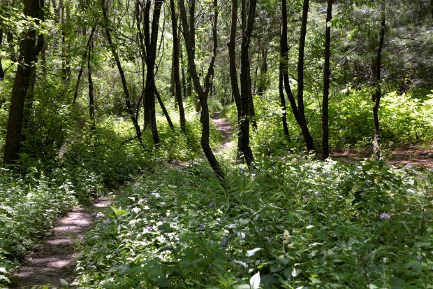 The southern section of this trail is mostly wooded. 