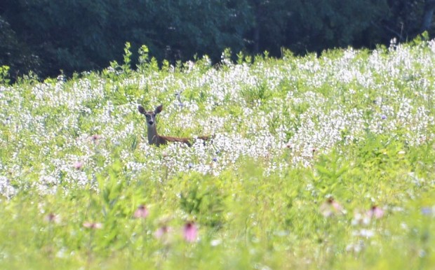 This is the third deer that I have seen on the Ice Age Trail, but the first one that I was able to photograph. 