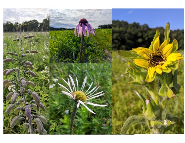 The prairie flowers are beautiful!