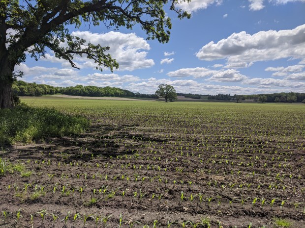 another newly planted cornfield.