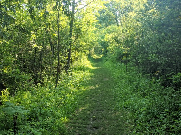 The bottomland along the creek is very green this time of year. 