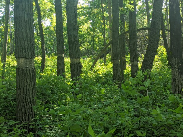 These birch trees were being girdled to kill them off. 