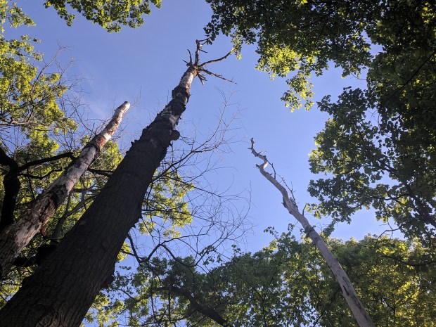 Dead birch trees, still reaching for the sky. 