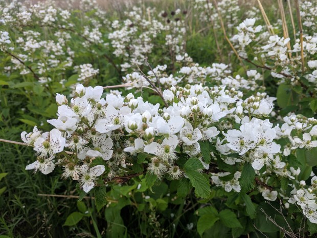 These berry blossoms indicate some good eating possible along the trail in a few weeks. 