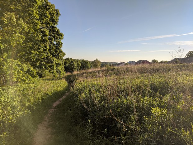 Then the trail meanders down the hill, through restored prairie and into the oak woods. 