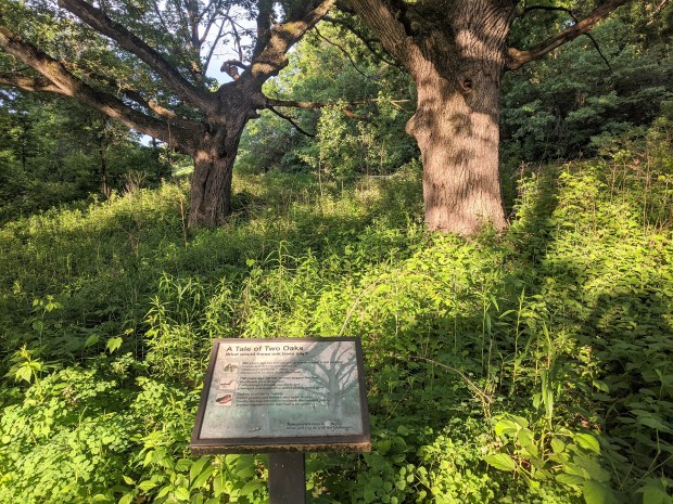 And then pauses to recognize two of the oldest oaks in the forest, 200+ years old,