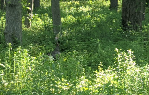 On this section of the trail I spotted an elusive wild turkey.