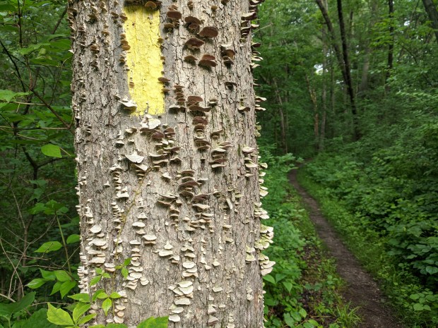 One thing I appreciate is that the trail is well marked. 