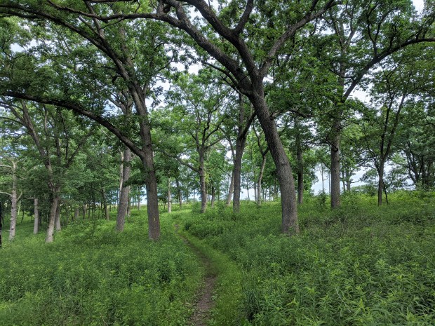 Soon the forest gave way to oak savanna, and then restored prairie.