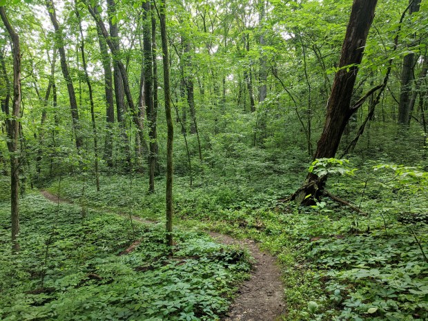 On the other side of the prairie is another woods, the S.B. Anderson Preserve. 