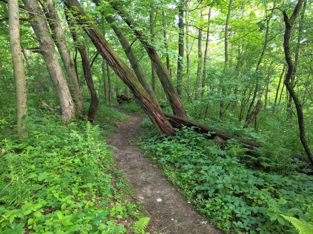 Trail between the trees