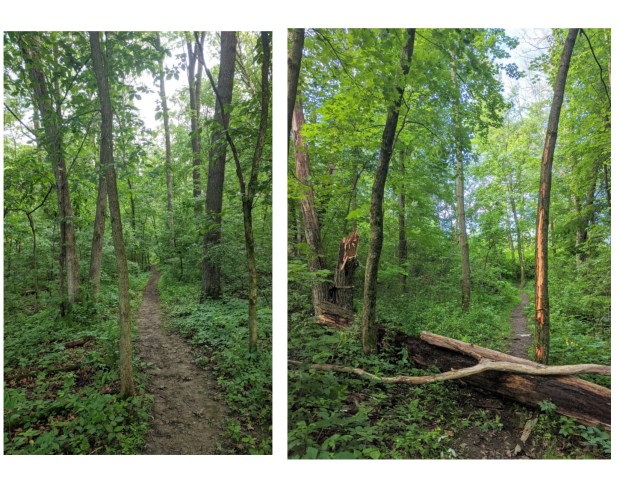 Along the trail a fresh tree fall, within the last 24 hours. 