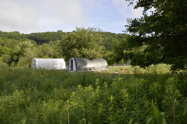 chickens just off the trail around the next bend.