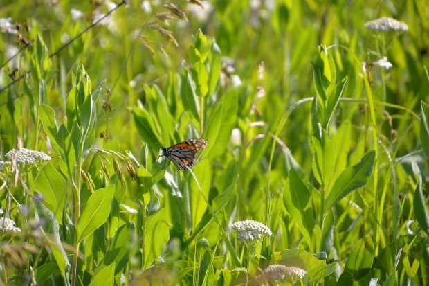 We also saw more butterflies on this segment.