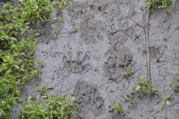 Evidence of more wildlife: raccoons. Or maybe just a dog.