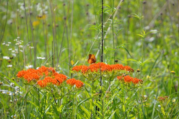 We also saw more butterflies on this segment.