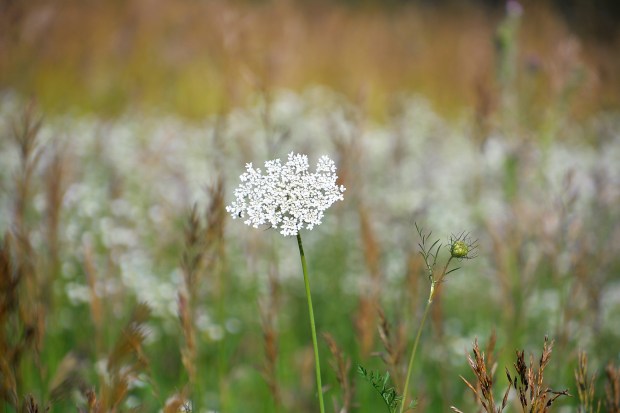 The wild flowers are beautiful: Queen Anne's Lace.